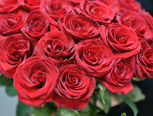 25 красных голландских роз 60-70 см Фото